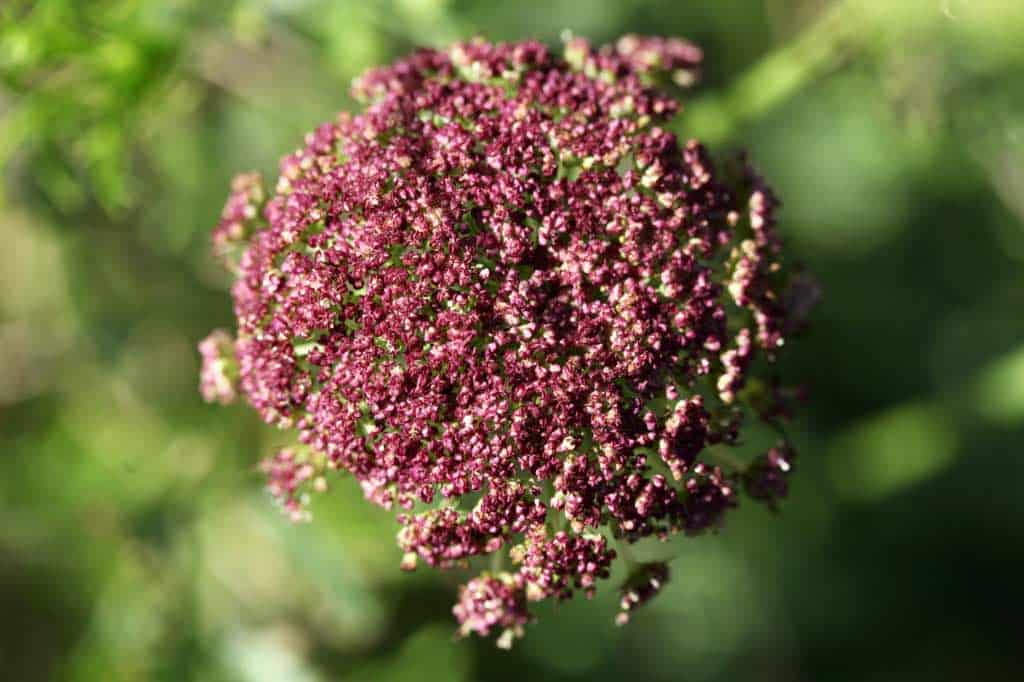 a burgundy flower in the garden