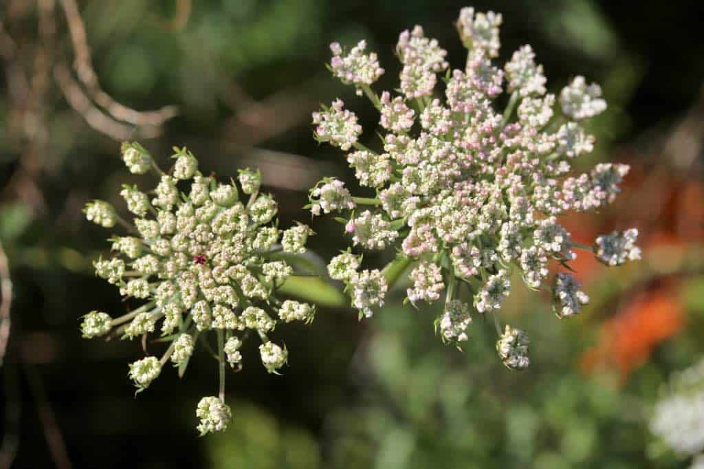 two cream colored lacy flowers in the garden