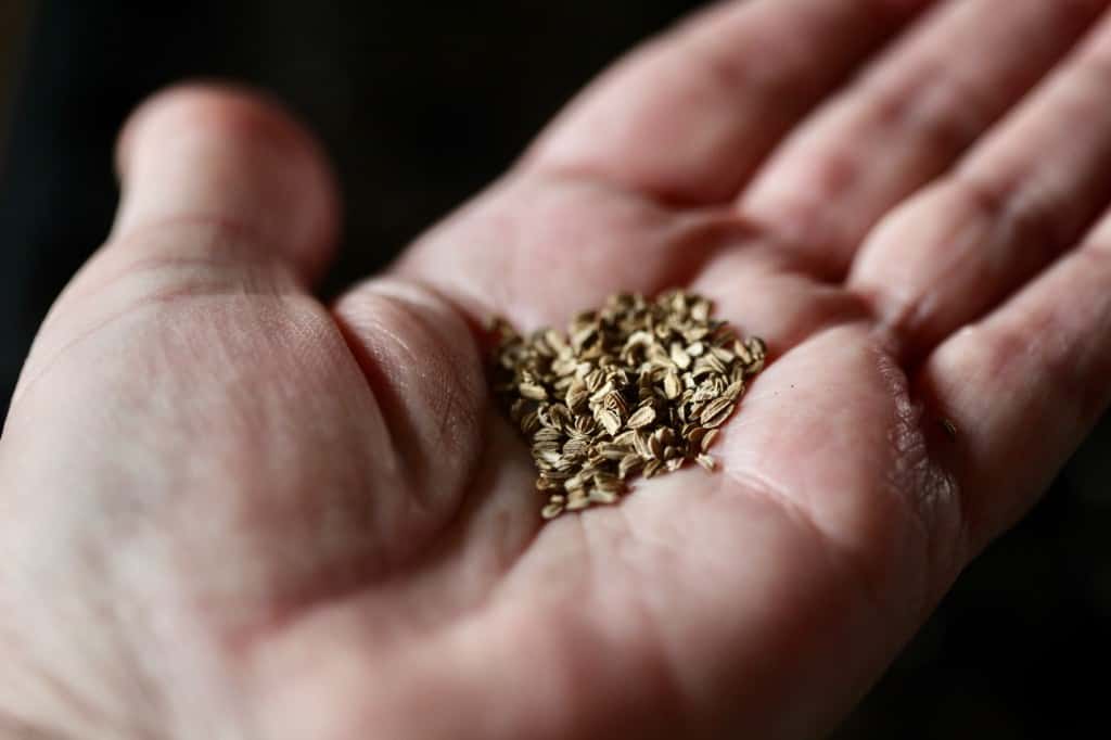 a hand holding a handful of seeds