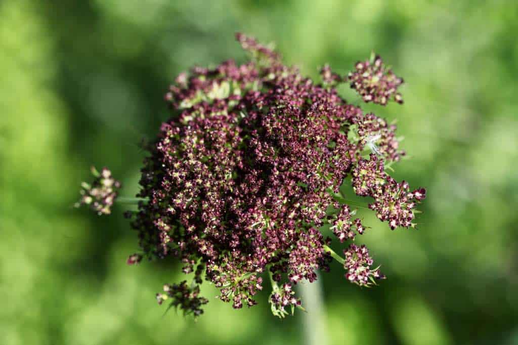 chocolate lace flower in the garden