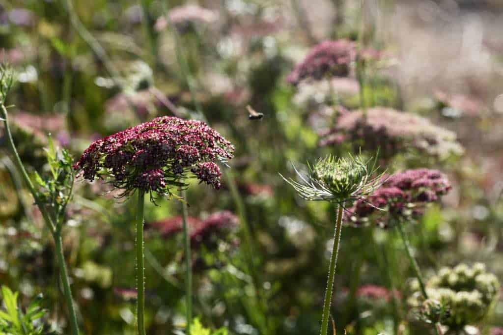 How to Grow Daucus (Chocolate Lace Flower, Queen Anne's Lace) — the kokoro  garden