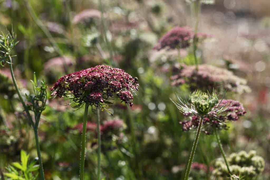 chocolate lace flowers in the garden