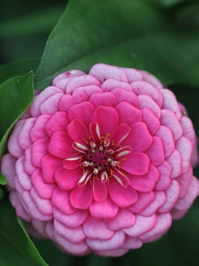 Growing Great Zinnias For Cut Flowers