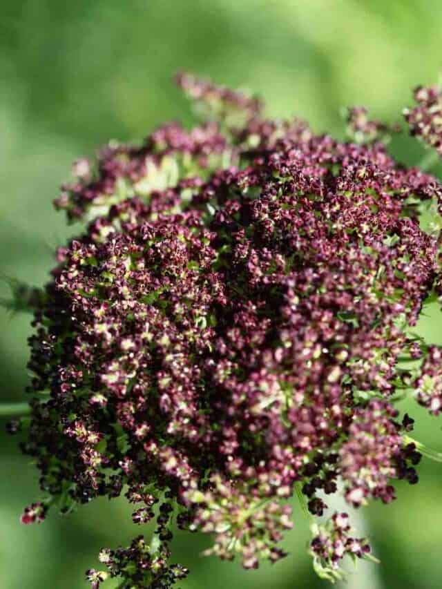 Growing Chocolate Lace Flower- Daucus Carota Dara
