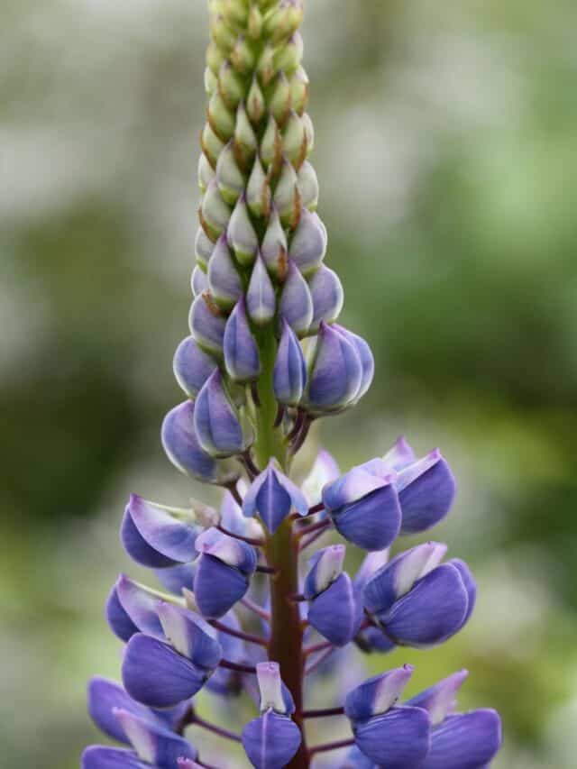 Tips For Growing Lupines