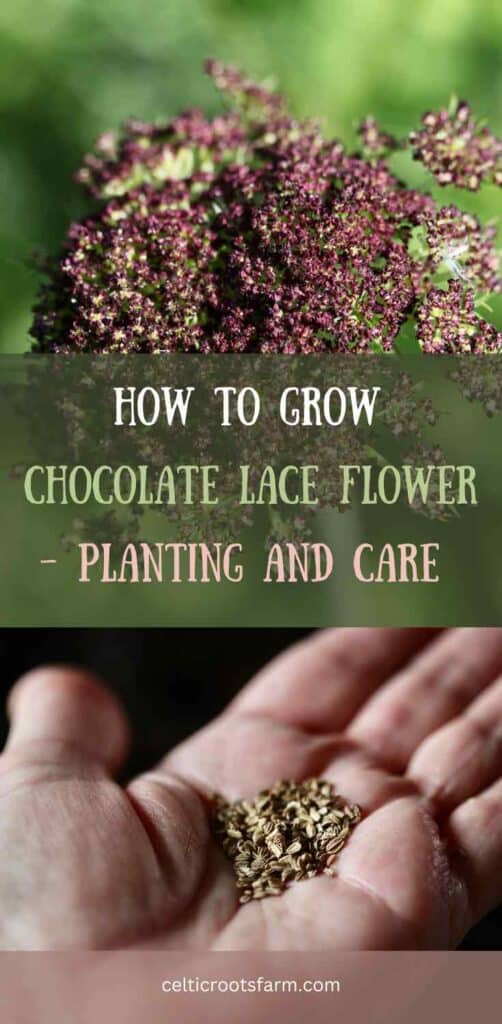 how to grow chocolate lace flower- pinterest pin