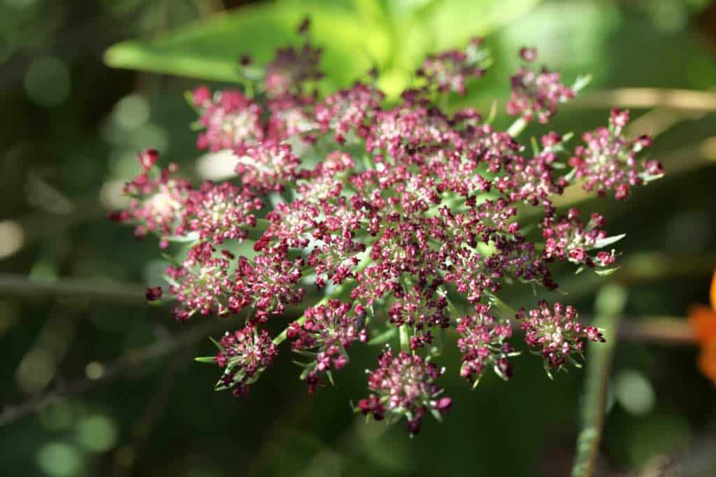 a burgundy colored lacy flower in the garden