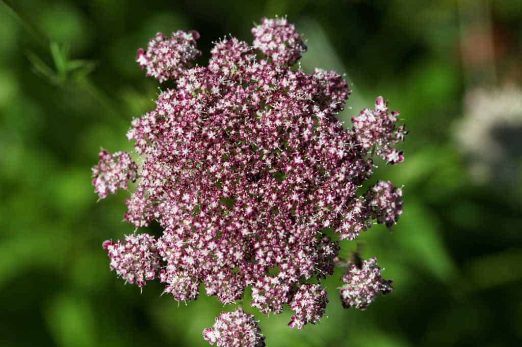 a lacy burgundy flower in the garden