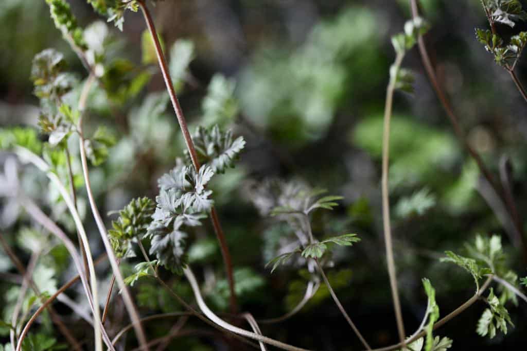 chocolate lace flower seedlings