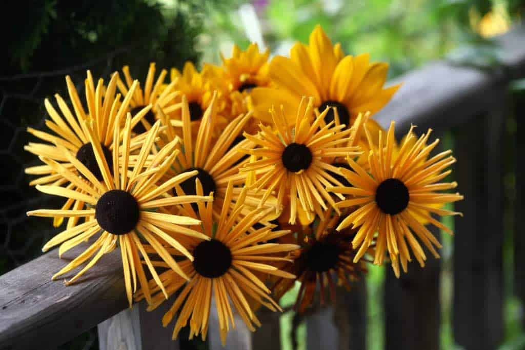 a bouquet of rudbeckia