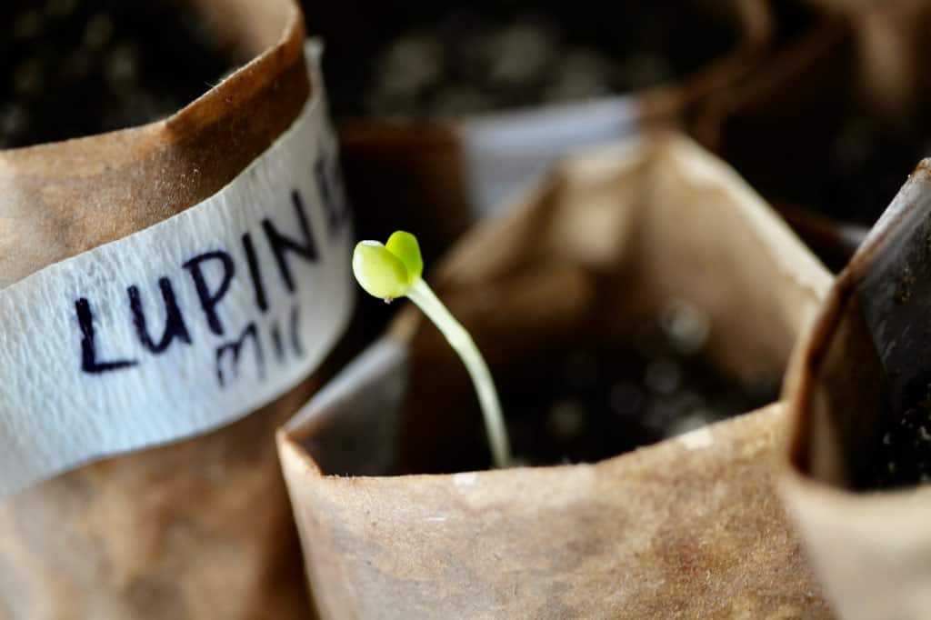 a lupine seedling growing in a paper pot after planting the stratified seed