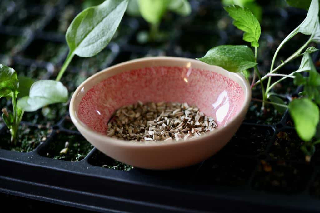 a pink bowl with coneflower seeds, next to a cell tray with coneflower seedlings