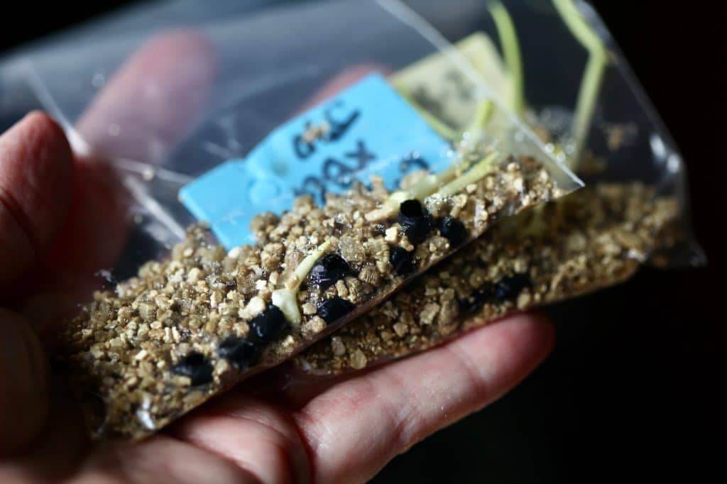 daylily seeds sprouting in baggies with moist vermiculite after stratification
