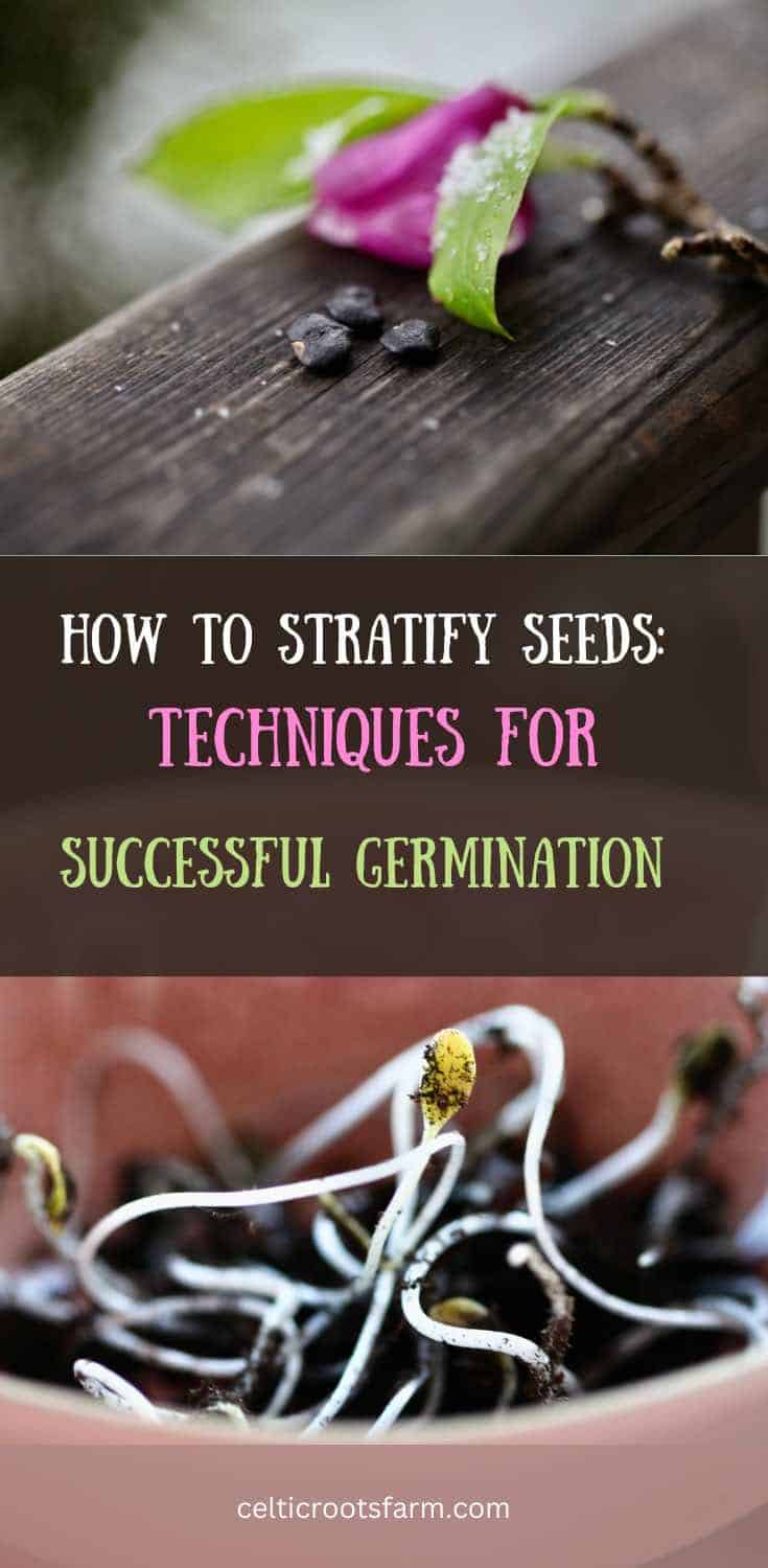 How To Stratify Seeds Techniques For Successful Germination Celtic