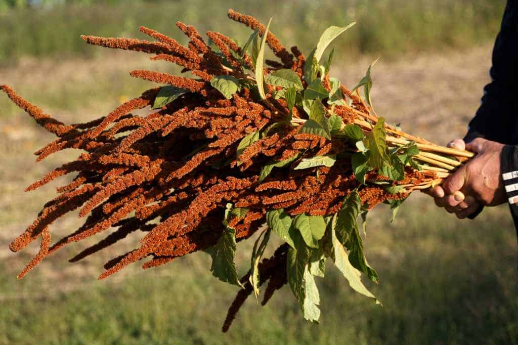 a bouquet of freshly harvested amaranth