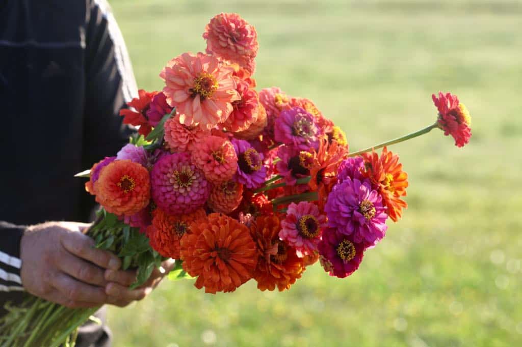 a bouquet of freshly harvested zinnias