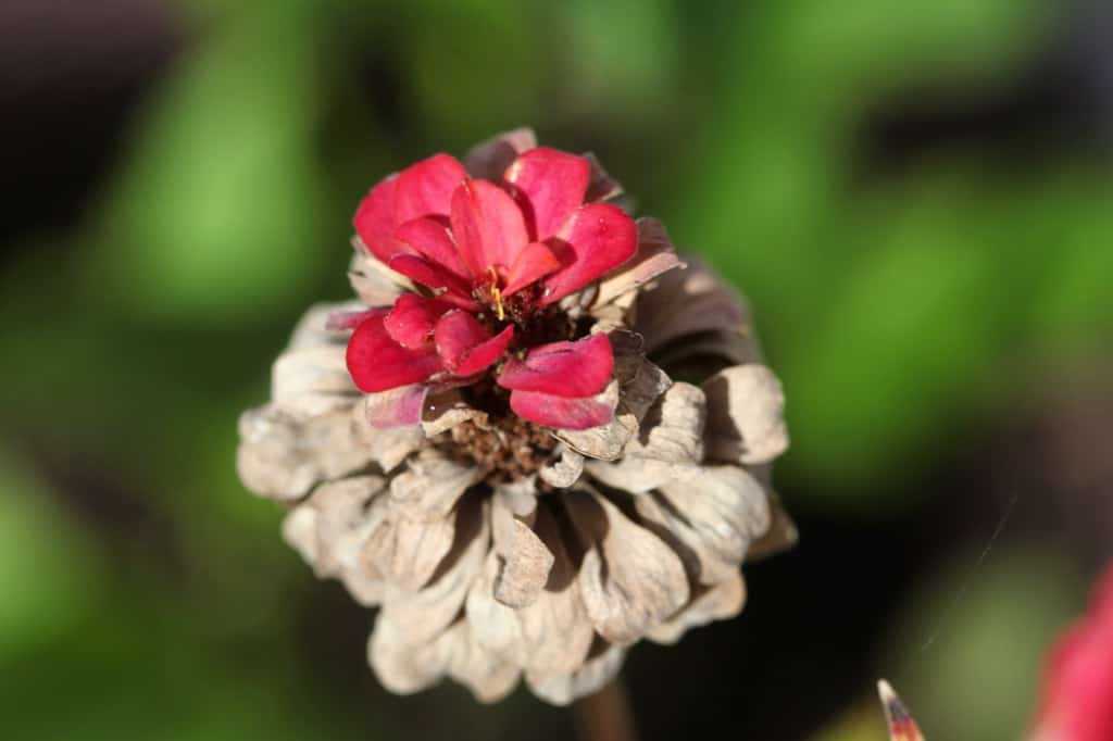 a mature zinnia flower in the garden