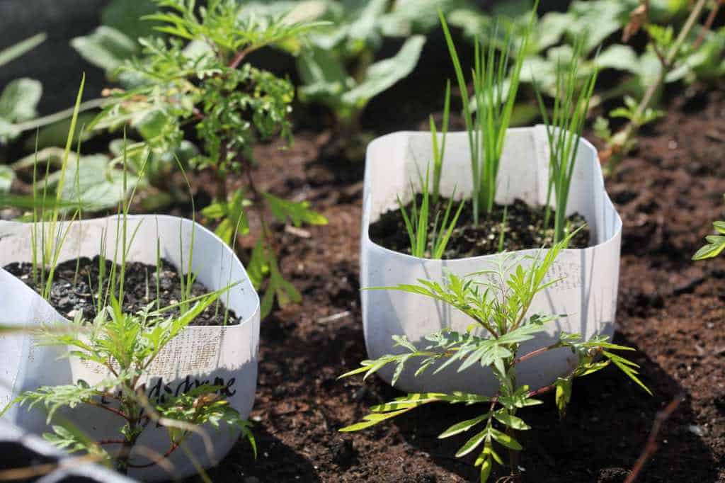 winter sown iris seedlings to be transplanted