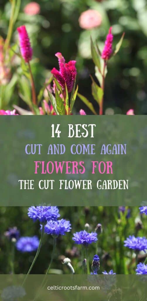pinterest pin from blog post on best cut and come again flowers
