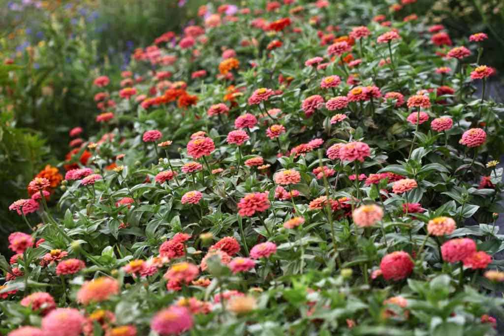 succession planting can extend your growing season in the cut flower garden