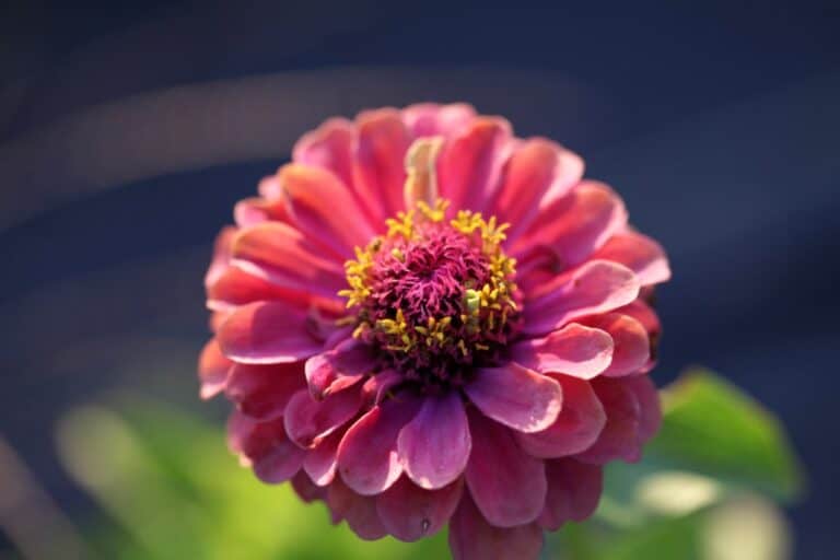 Starting Zinnia Seeds Indoors For A Beautiful Summer Garden Celtic