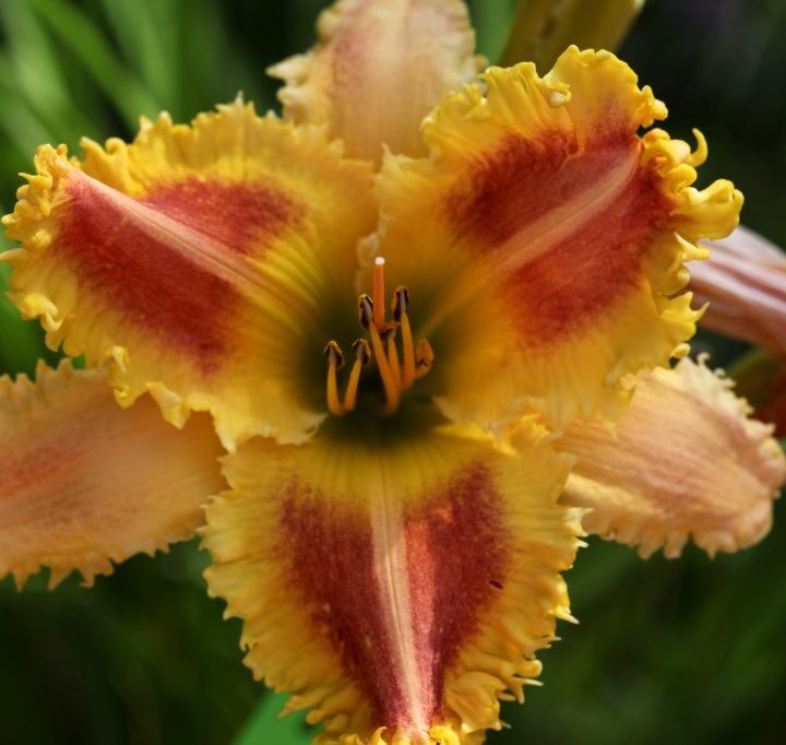 red, yellow and pink daylily with toothy edges