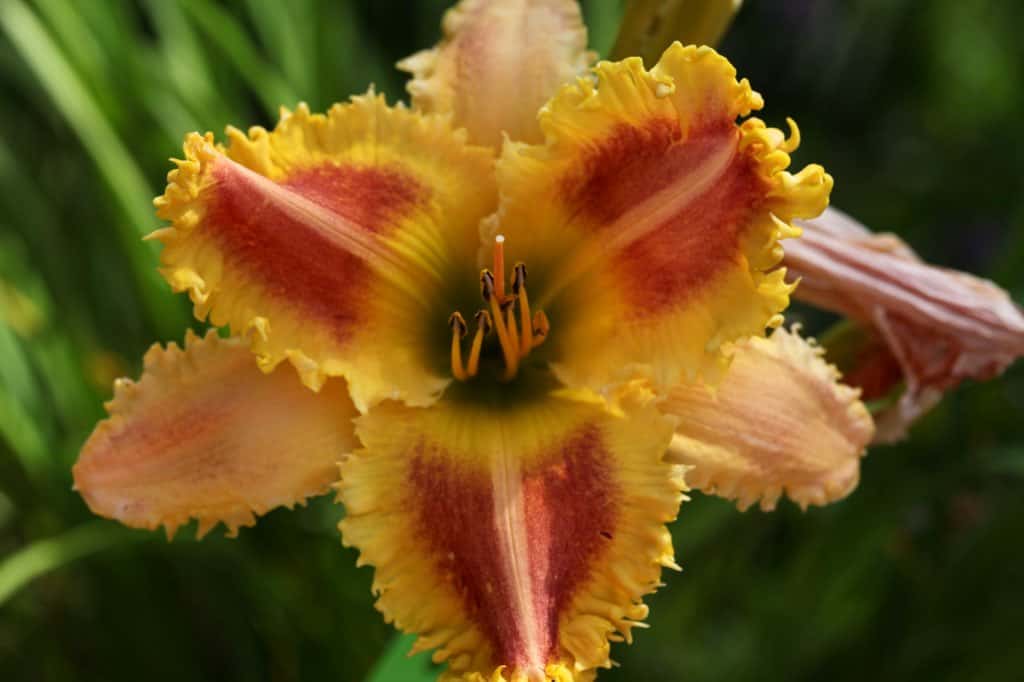 red, yellow and pink daylily with toothy edges