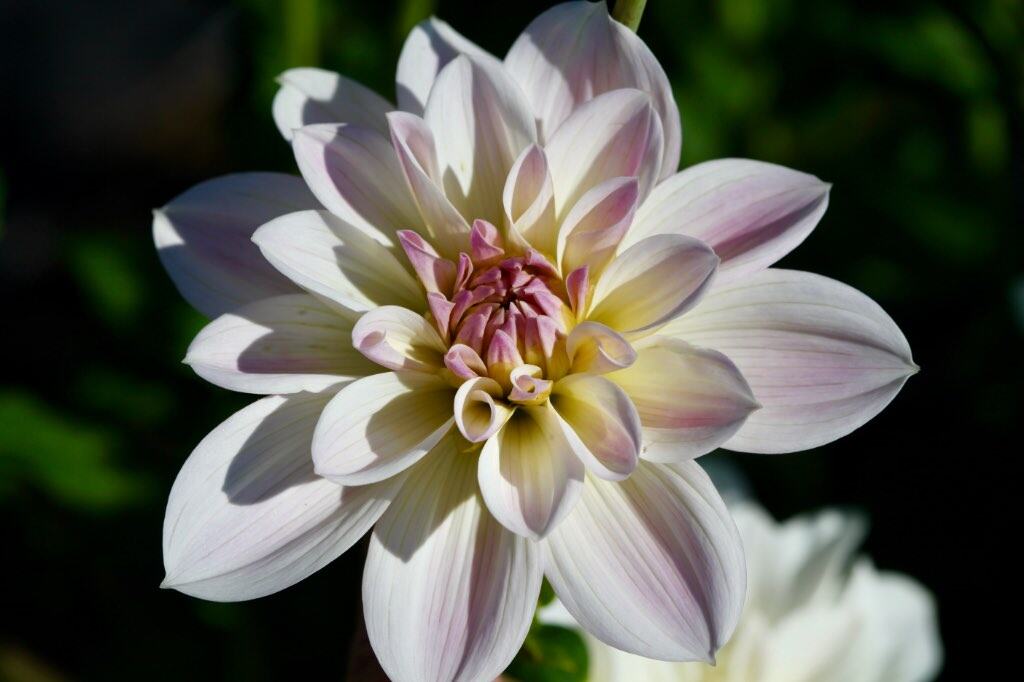 Close-up of a pale dahlia flower with white petals tinged with soft pink and yellow near the center, set against a dark green blurred background.