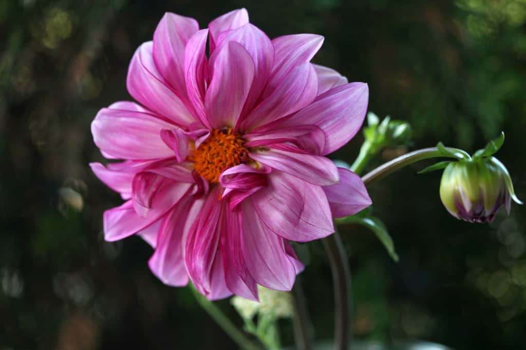 Close-up of a pink dahlia with layered petals and an orange center, accompanied by a flower bud on the same stem, set against a dark, blurred background.