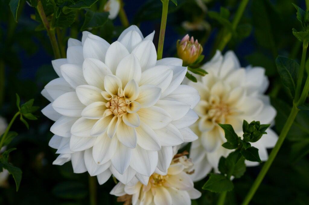 Creamy white dahlias with soft yellow centers blooming among green foliage, with multiple flowers and buds in various stages of development.