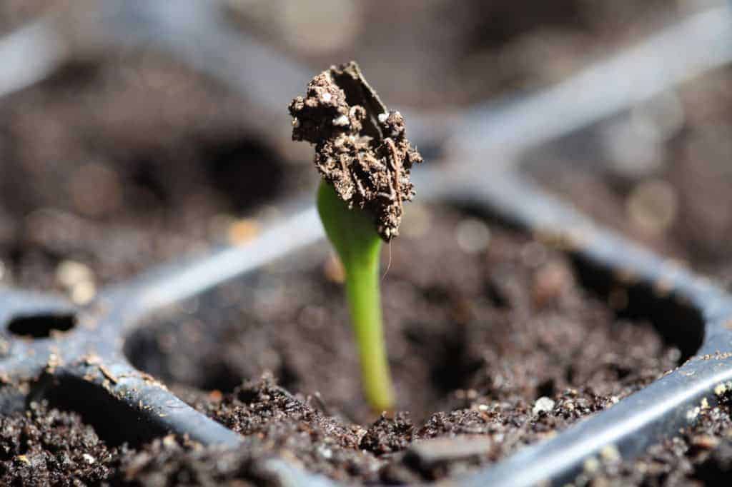 a brand new dahlia seedling emerging from the soil in a cell tray