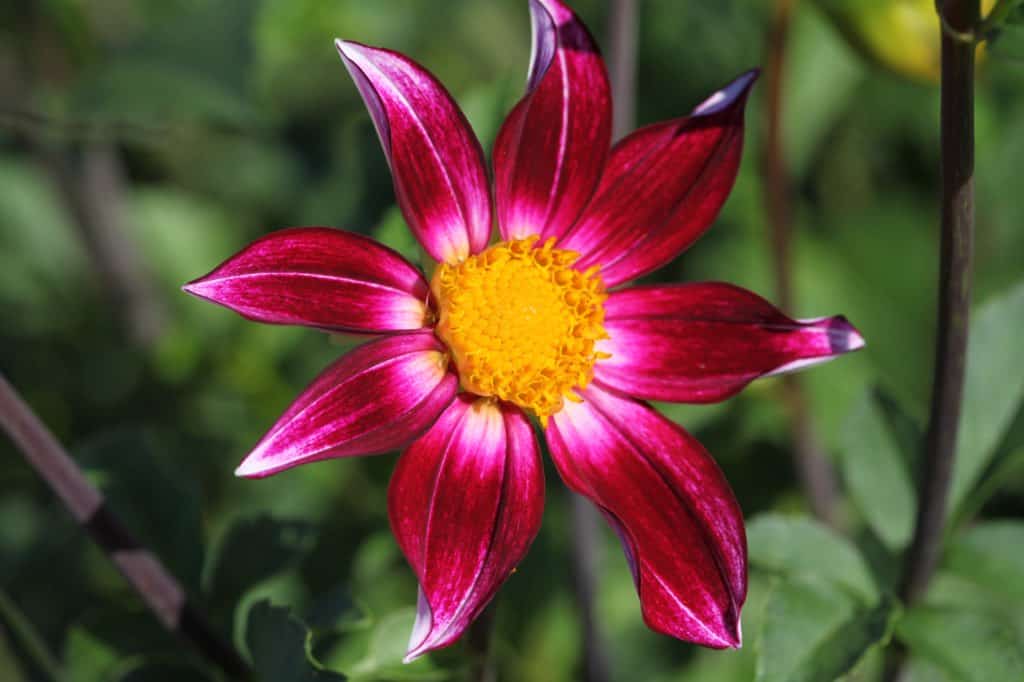 Close-up of a vibrant magenta single dahlia flower with white tips and a bright yellow center, set against a background of green foliage.