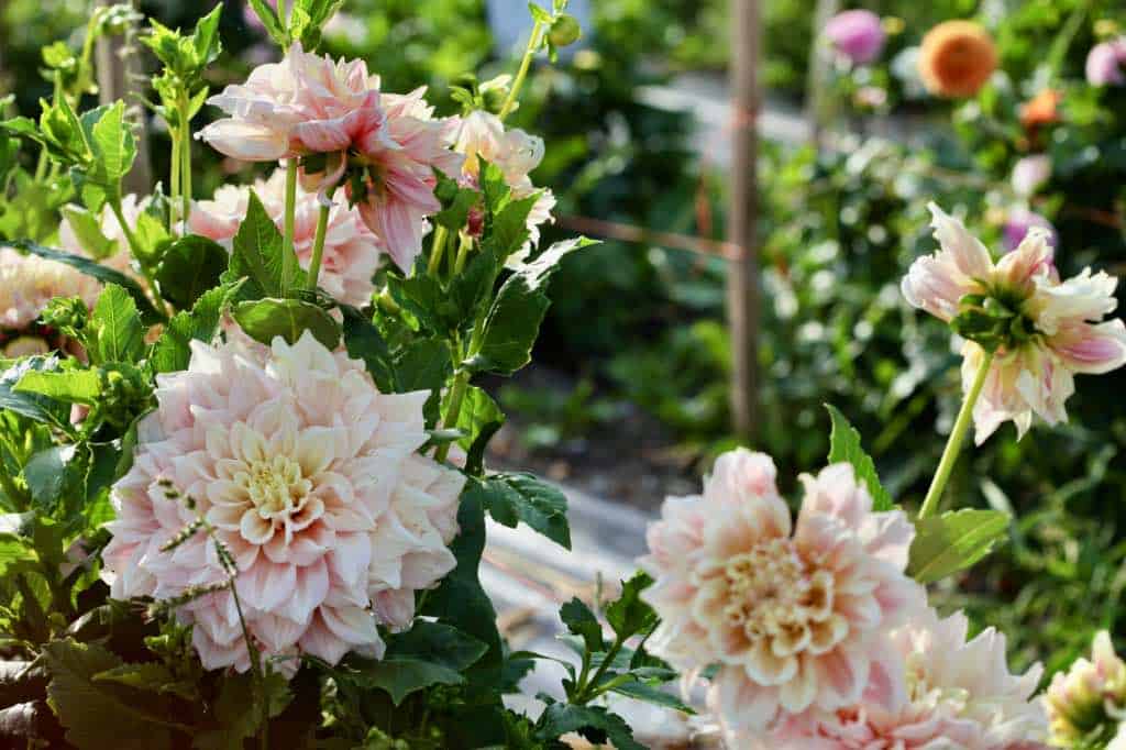 Cluster of pale pink and cream dahlias blooming in a garden with green foliage and additional dahlia plants in the background.
