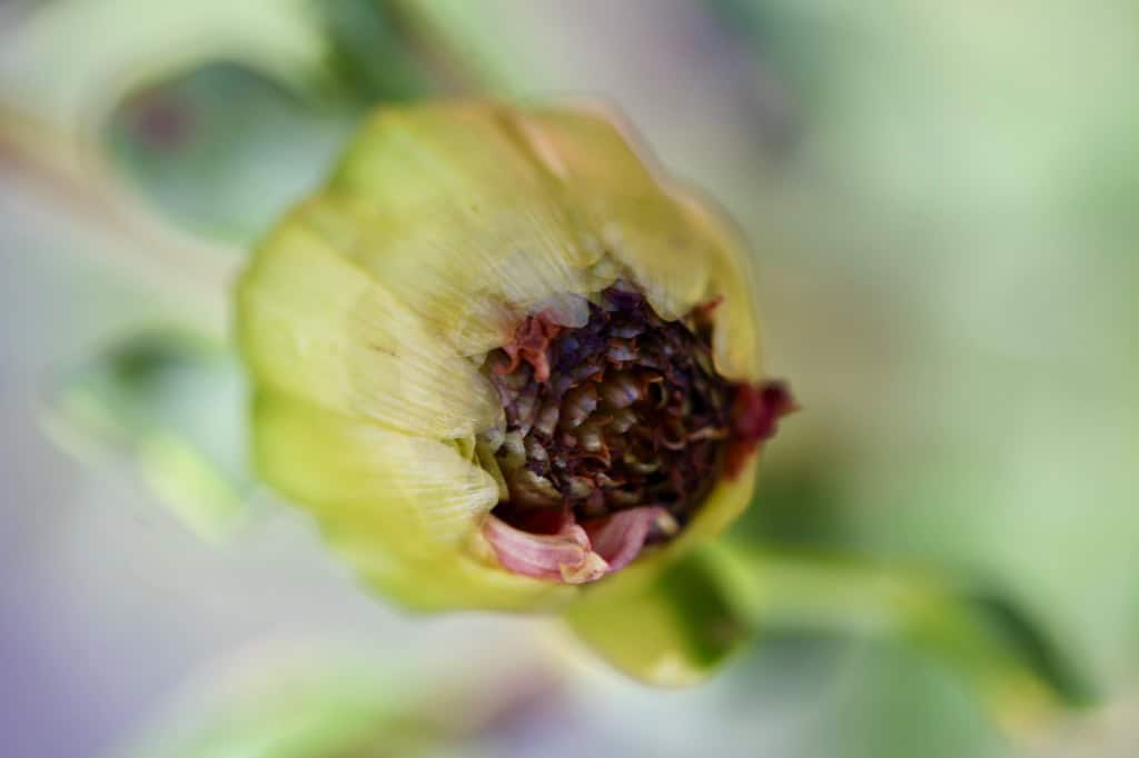 closeup of a yellow dahlia seed pod with a black tip, set against a soft, blurred background.