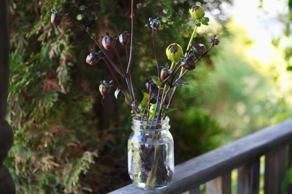 dahlia seed pods in a mason jar of water on a wooden railing