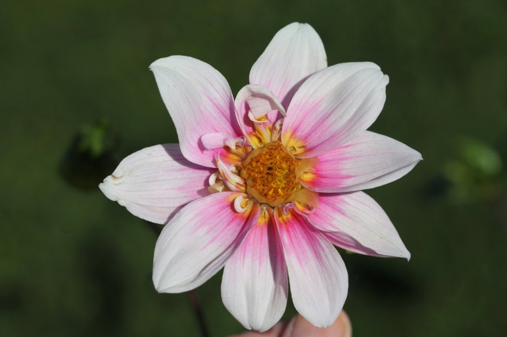 Close-up of a light pink single dahlia flower with darker pink streaks and a yellow-orange center, set against a blurred green background.