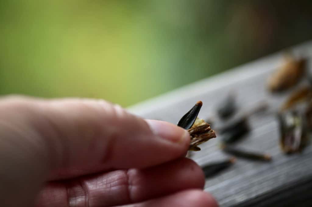 Close-up of a hand holding a dried dahlia seed head with a single dark, pointed seed emerging, and several loose seeds scattered on a wooden surface in the background.