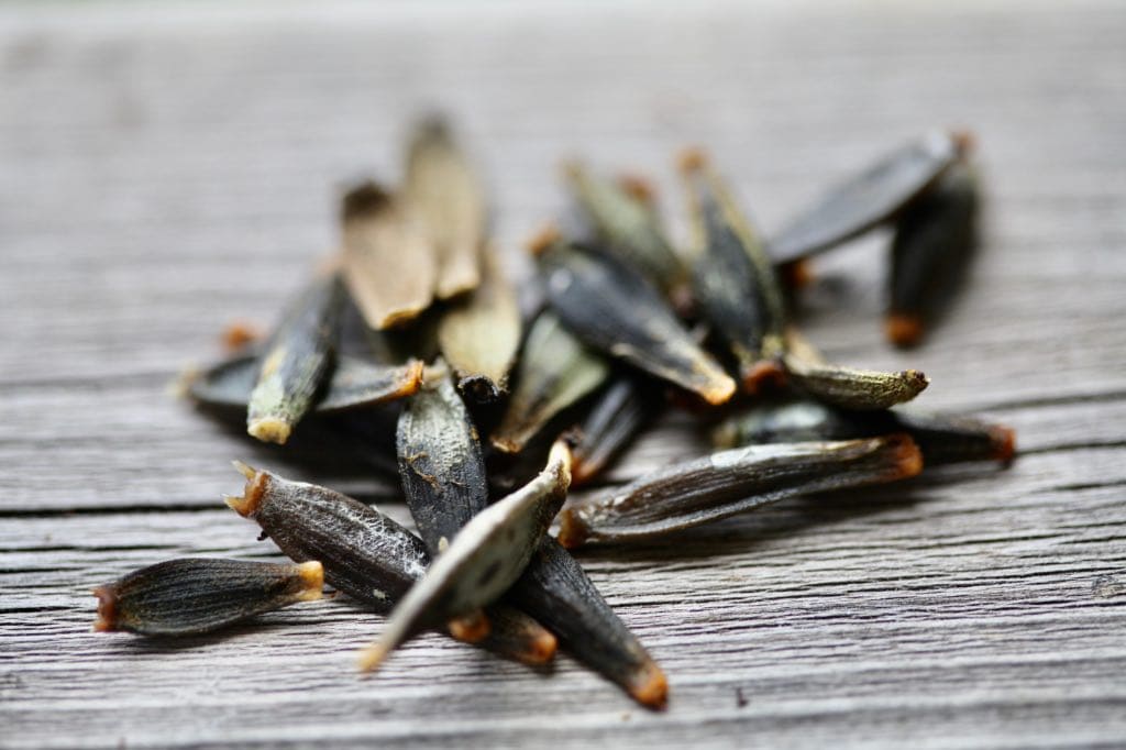 Close-up of a small pile of dark, elongated dahlia seeds with tapered ends, resting on a weathered wooden surface.