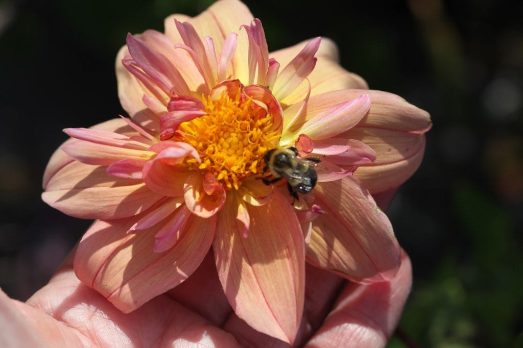 Close-up of a peach and pink dahlia flower held in a hand, with a bumblebee collecting nectar from its bright yellow center.