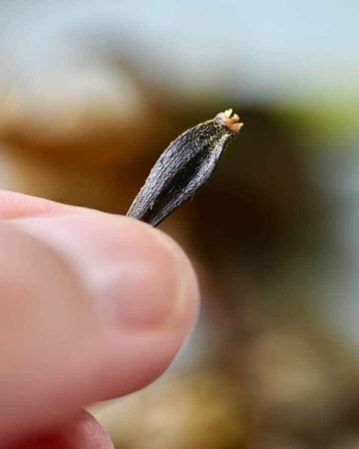 Close-up of a hand holding a single dark dahlia seed with a rough, elongated shape and a slightly pointed tip.