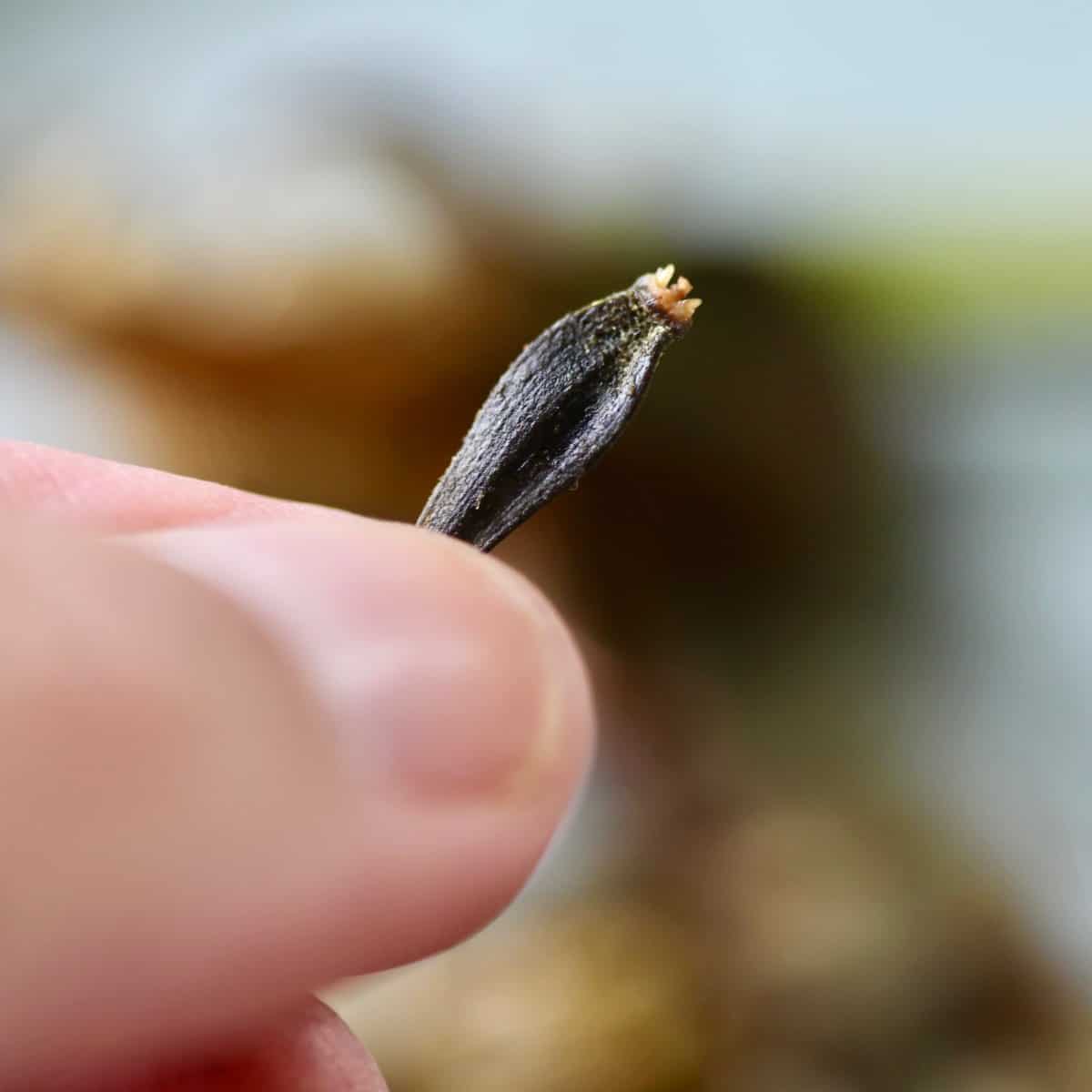 Close-up of a hand holding a single dark dahlia seed with a rough, elongated shape and a slightly pointed tip.