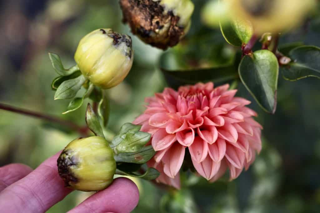 Hand holding two dahlia seed pods with dark tips next to a healthy, fully bloomed pink dahlia flower, surrounded by green foliage.