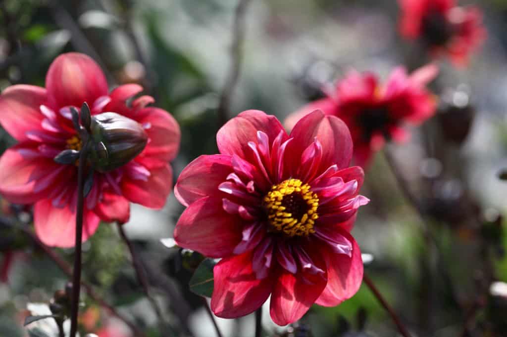 Cluster of deep red dahlia flowers with yellow centers, surrounded by dark green foliage, seed pods and flower buds, softly lit by sunlight.