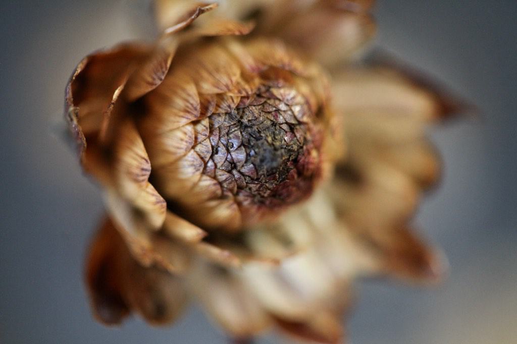 Close-up of a dried, brown dahlia flower head with tightly curled petals and a textured, cracked center, showing the final stage of the bloom.