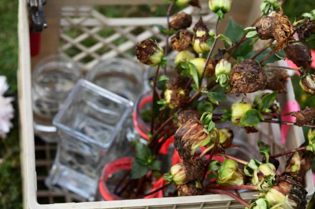 Plastic crate containing several glass jars and a large bundle of dahlia seed pods in water