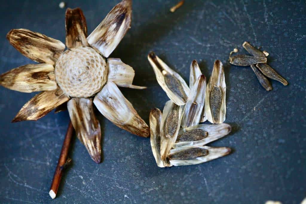 Dried dahlia seed head with empty bracts arranged like petals, next to a scattered group of dark, elongated dahlia seeds on a dark surface.