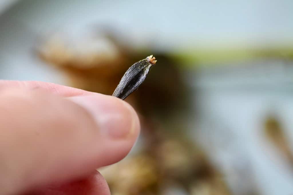 Close-up of a hand holding a single dark dahlia seed with a textured surface and a small dried tip, against a blurred background.