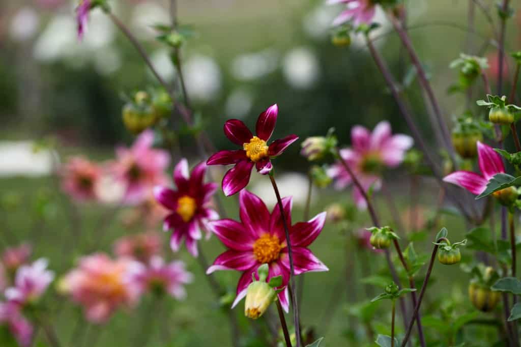 Bright magenta and white single dahlia flowers with yellow centers blooming among green stems and unopened buds, with a softly blurred garden background.