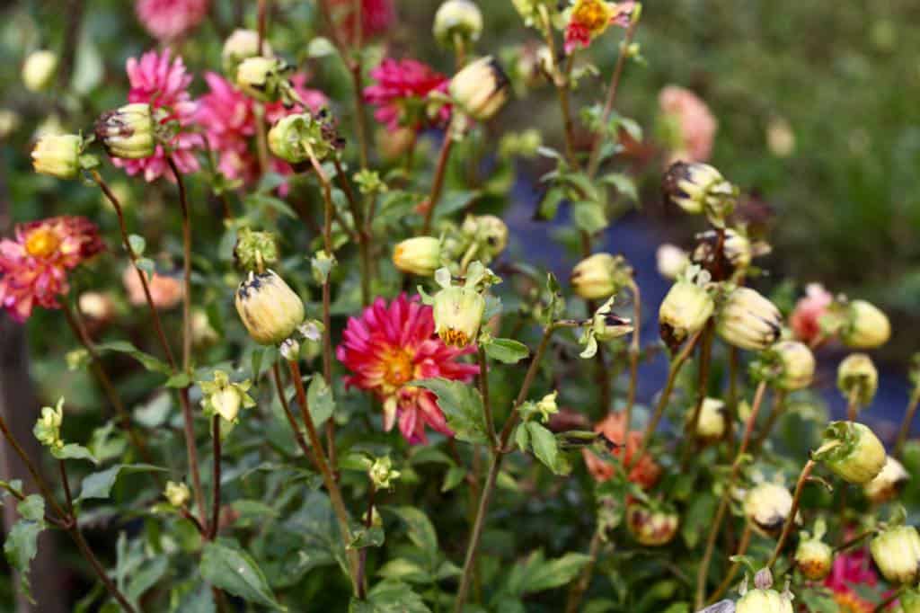 Cluster of dahlia plants with a mix of blooming red and pink flowers and numerous seed pods