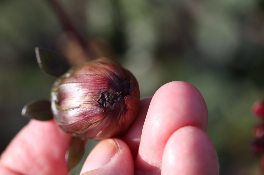 Close-up of a hand holding a closed dahlia seed pod